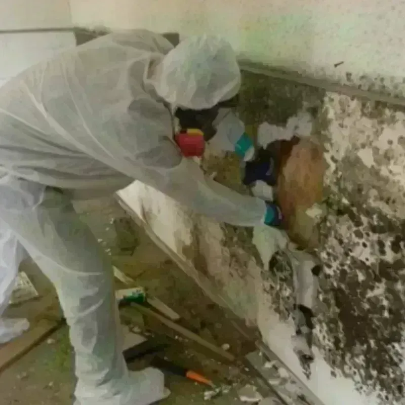 Mold Remediation and Removal in Litchfield, MI